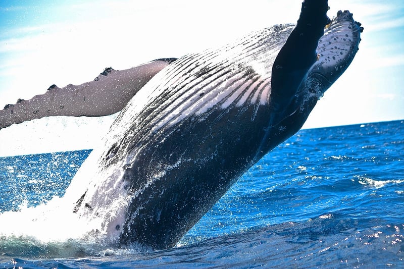 Marine Wildlife