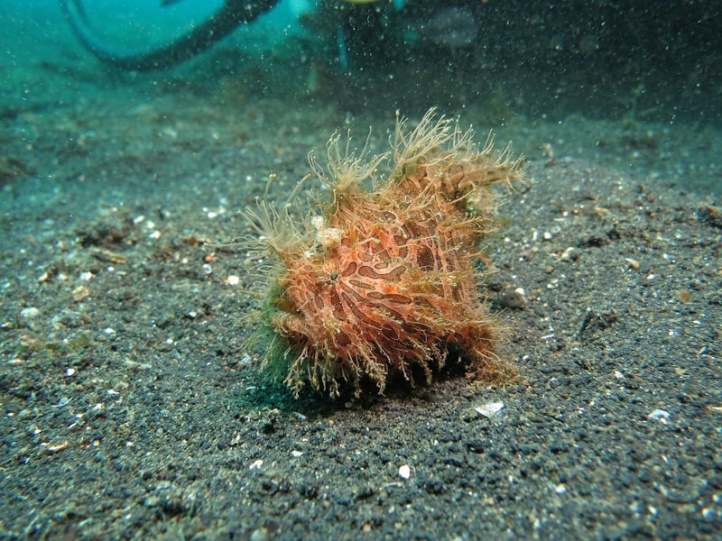 Deep-Sea Trench