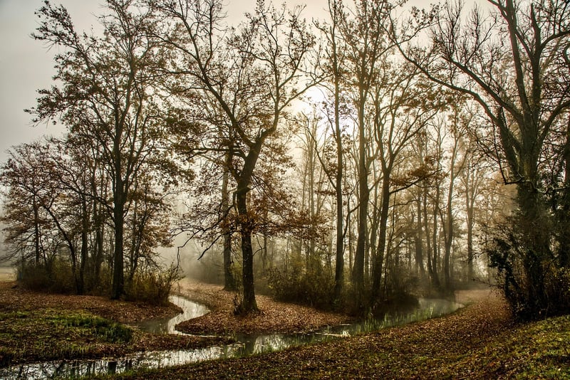 Forest and Woodland