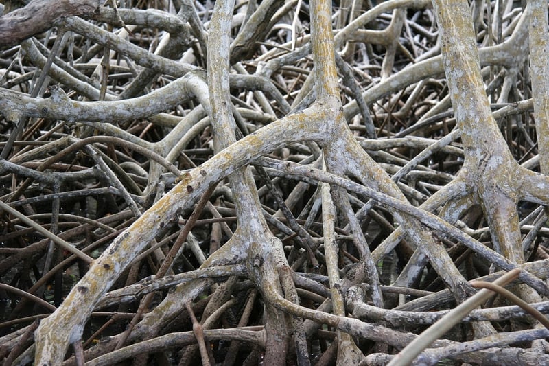 Mangrove Forest